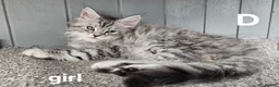 Maine Coon cats for sale: Large Maine Coon kittens regd European bloodline - Advert 13