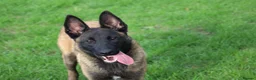 Belgian Shepherd Dog dogs for sale: Black mask mali pup - Advert 2