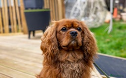 Cavalier King Charles Spaniel dogs for stud: Stunning KC Reg Cavalier King Charles Spaniel STUD in Salisbury - Image 3