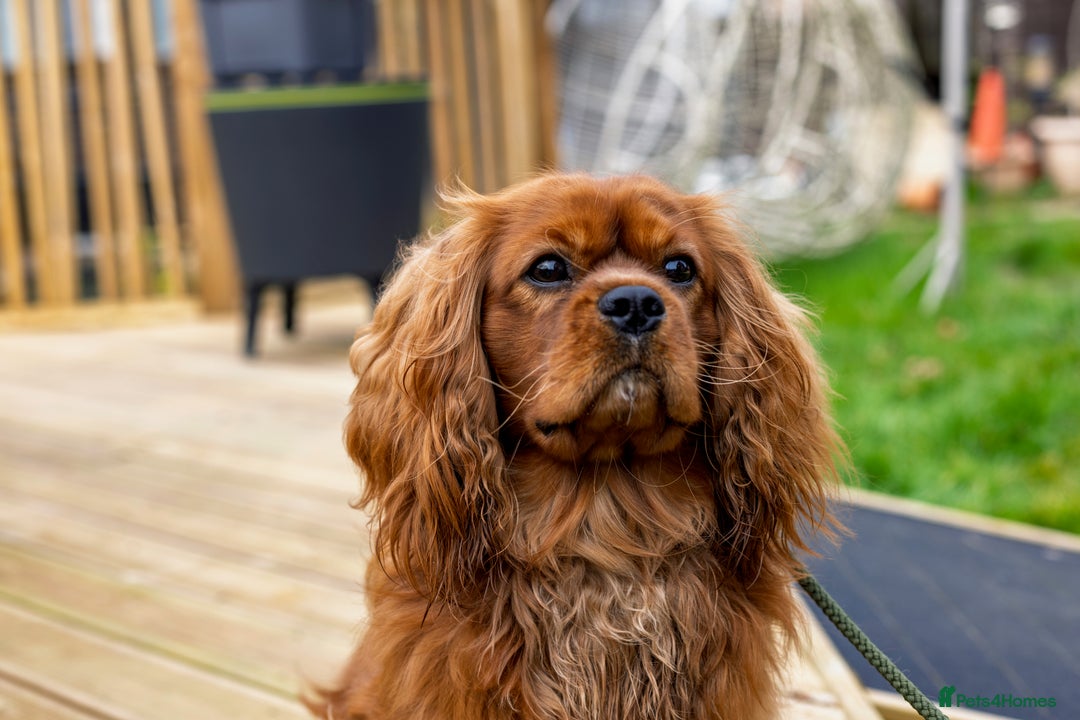 Cavalier King Charles Spaniel dogs for stud: Stunning KC Reg Cavalier King Charles Spaniel STUD in Salisbury - Image 3