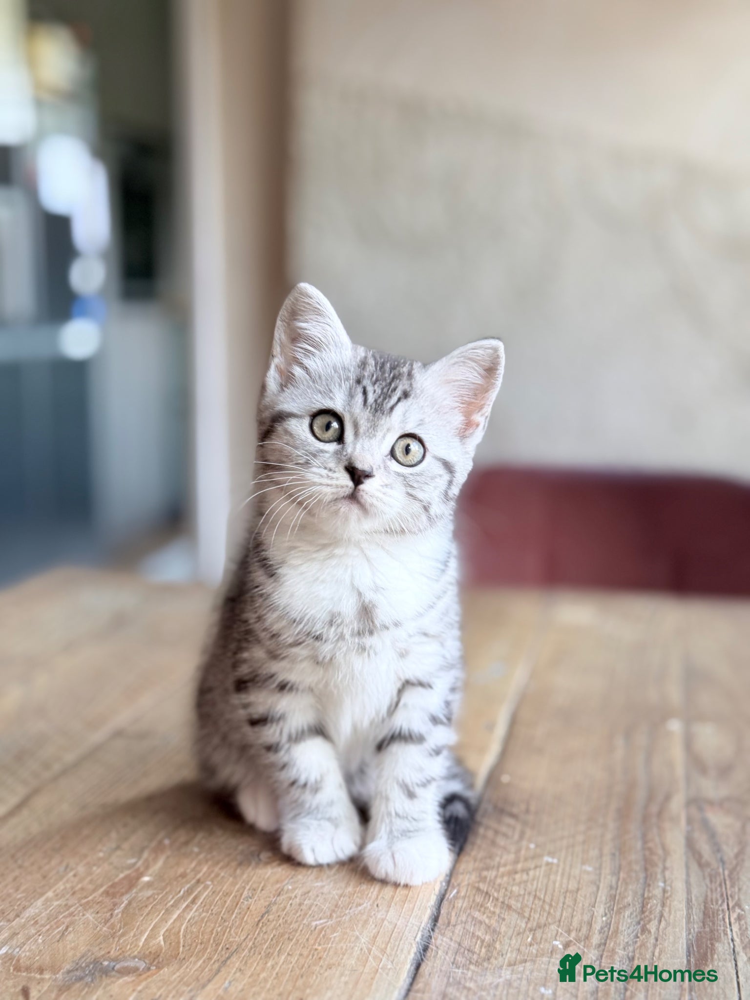 British Shorthair cats Silver Spotted British Shorthair Kittens - Advert 3