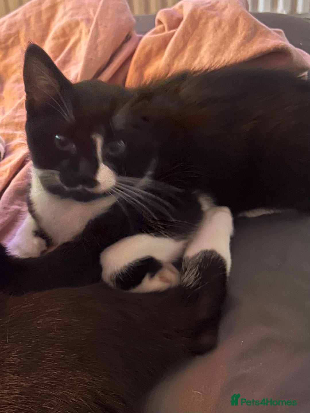 British Shorthair cats for sale: Adorable female kitten for rehoming  - Advert 4