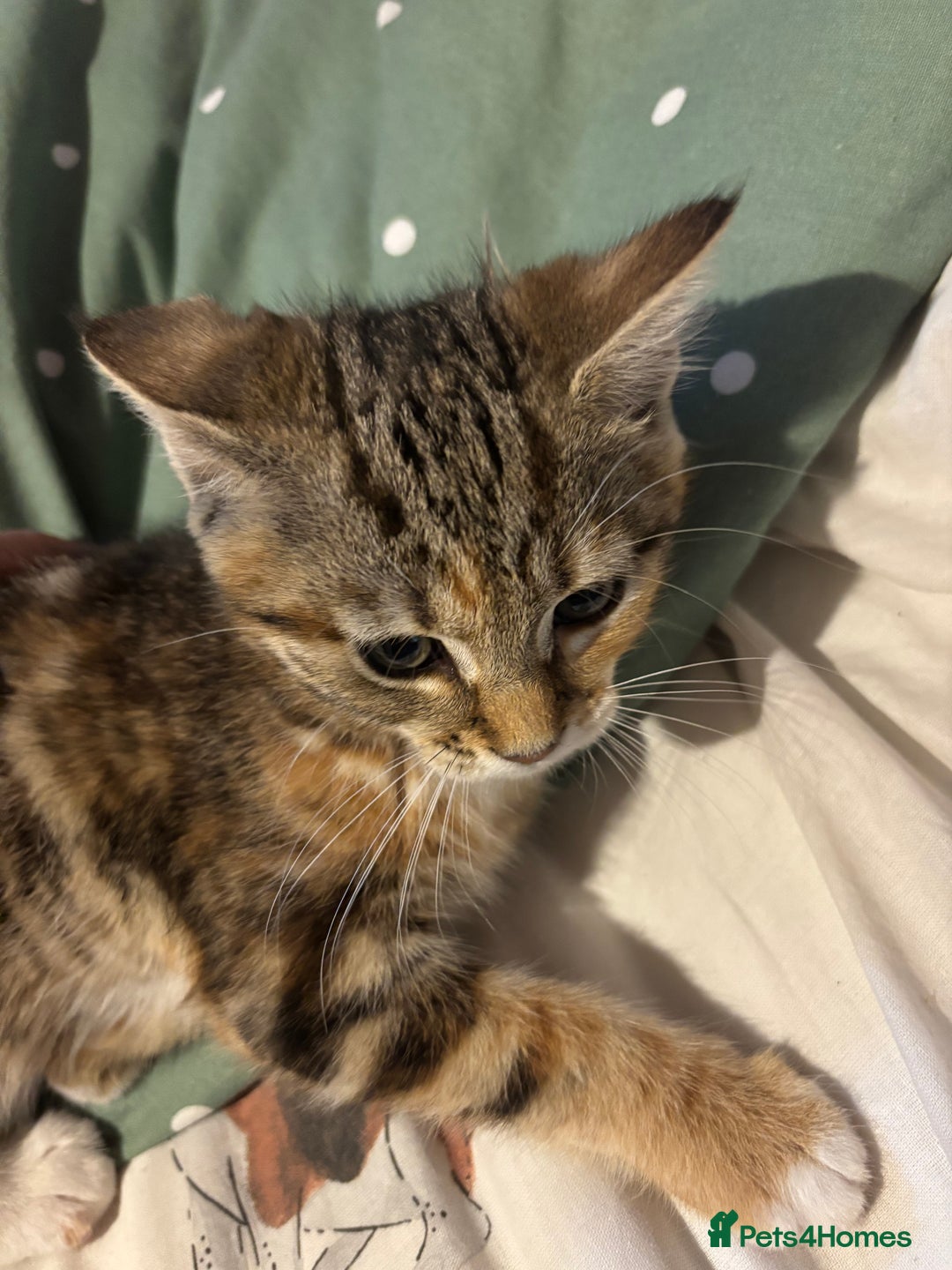 Mixed Breed cats for sale: Kitten - Image 4