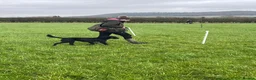 Labradoodle dogs for stud: F1b Miniature Labradoodle (Fully Health Tested) - Advert 3