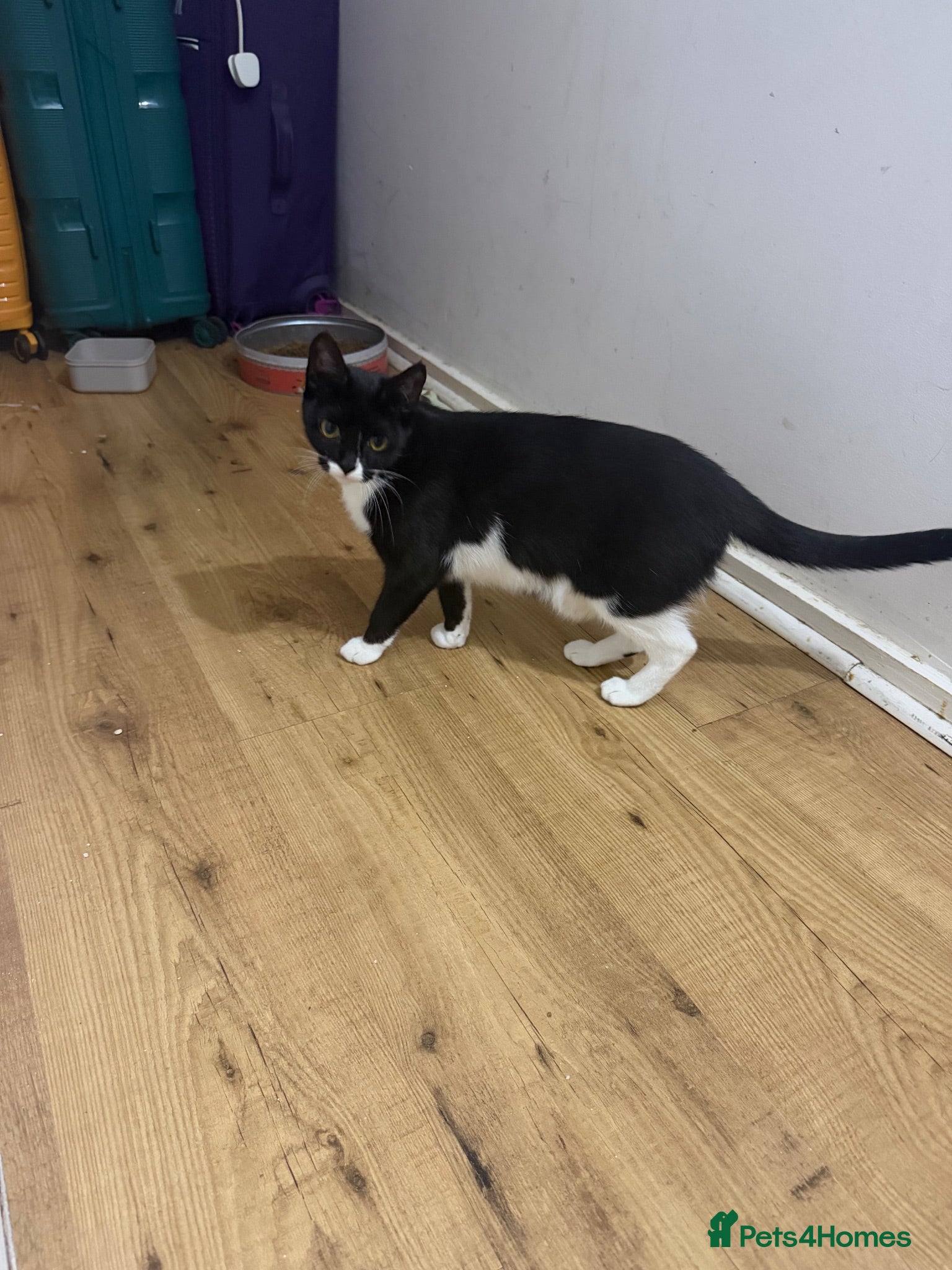 Mixed Breed cats 2 beautiful kittens for sale . Cat for sale  - Advert 7