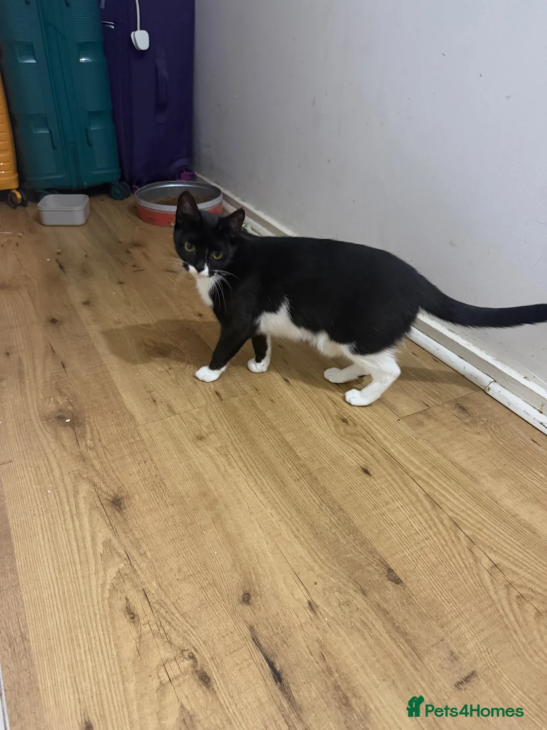 Mixed Breed cats for sale: 2 beautiful kittens for sale . Cat for sale  in Bromley - Advert 1