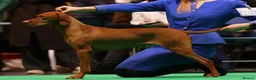 Hungarian Vizsla dogs for sale: KC reg Hungarian Vizsla pups.Health tested parents - Advert 4