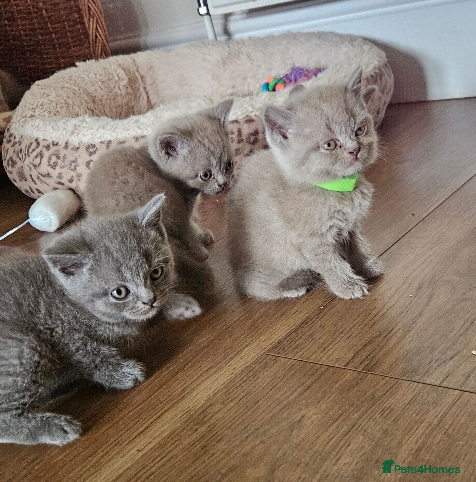 British Shorthair cats 🐾 Beautiful British Shorthair Kittens  🐾 - Advert 1
