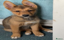 Siberian Husky dogs for sale: Husky, german shepherd mix - Image 1