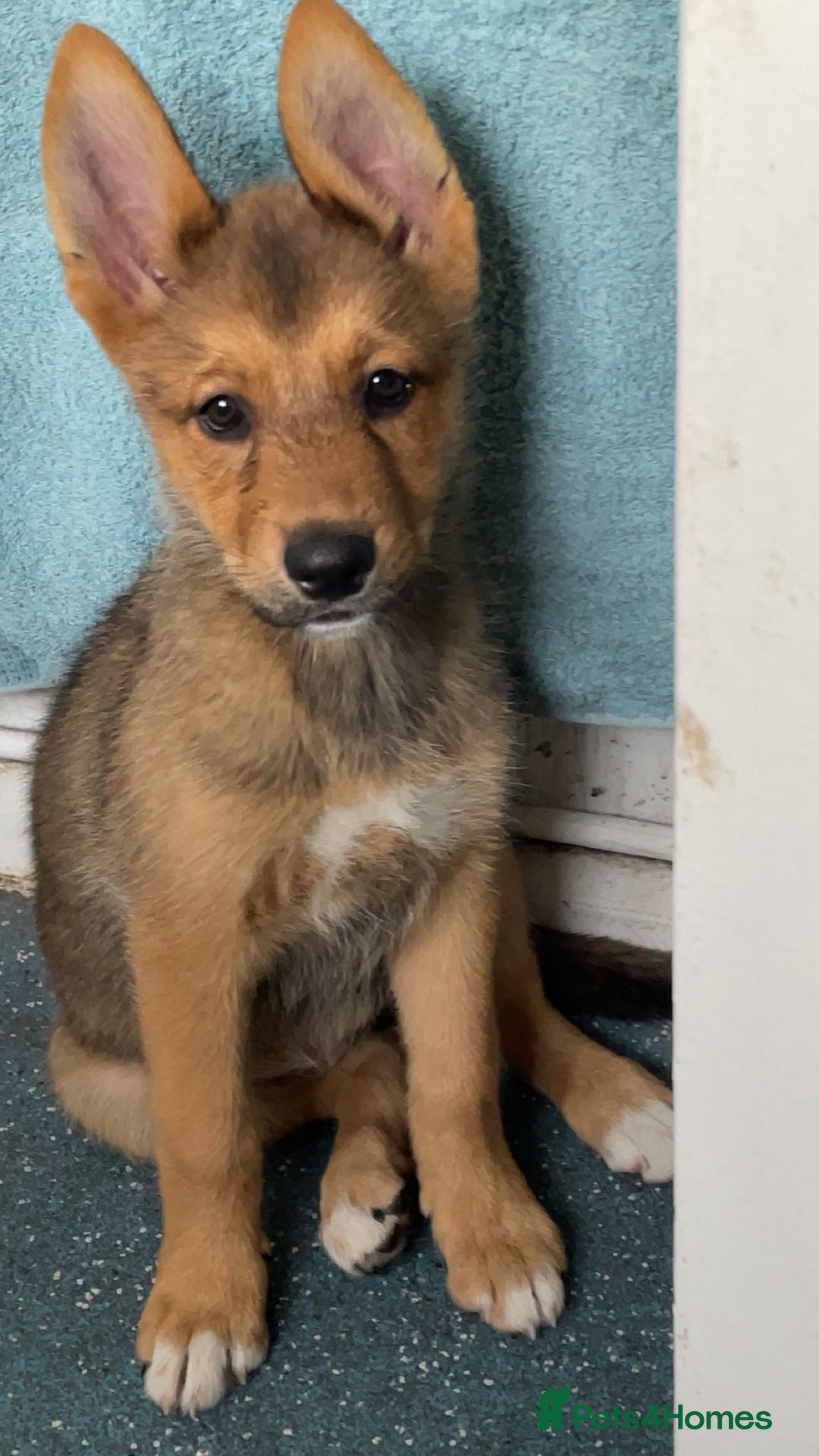 Siberian Husky dogs for sale: Husky, german shepherd mix - Image 1