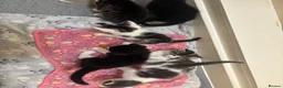 Mixed Breed cats for sale: 5 cute kittens - MALE AND FEMALE - Advert 4
