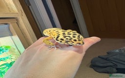 Leopard Gecko reptiles for sale: Male leopard gecko  - Advert 8