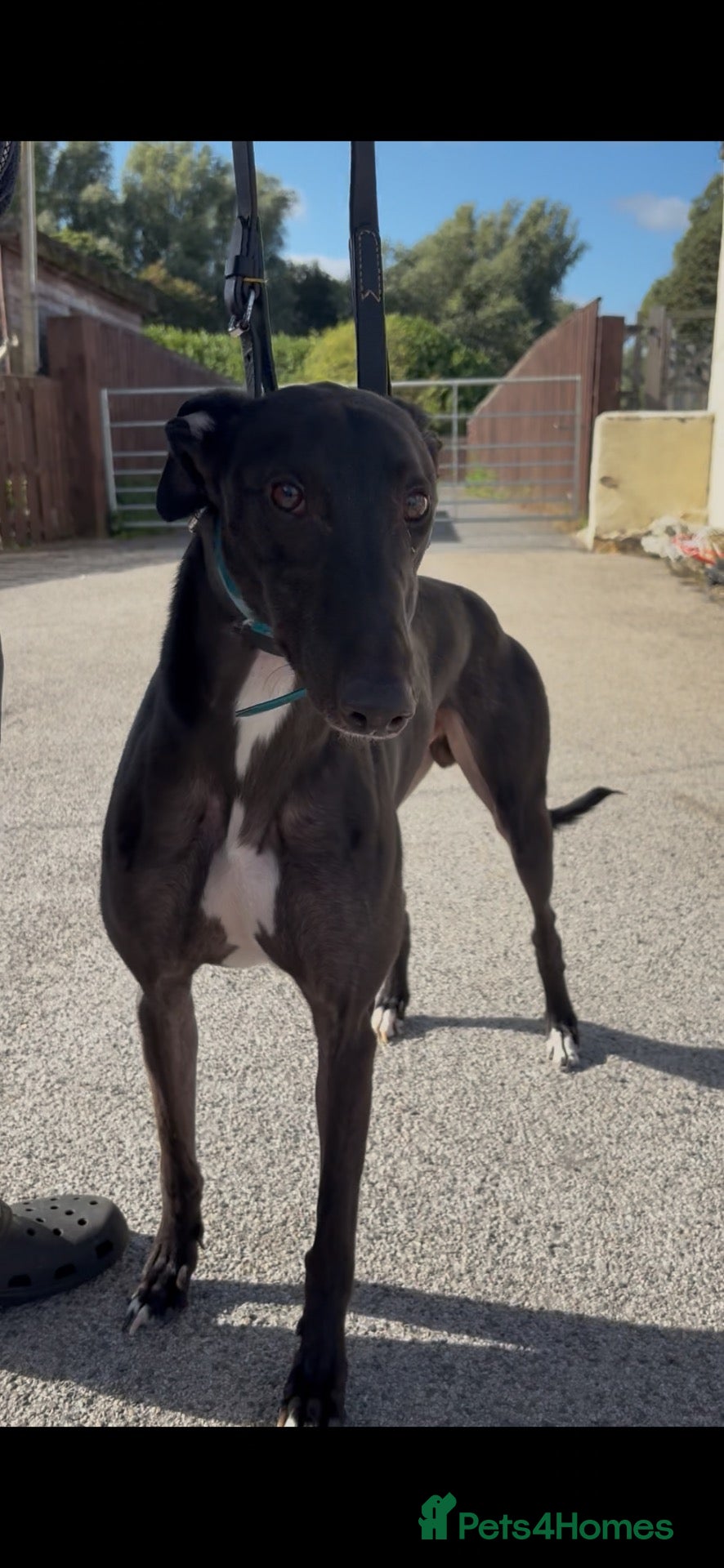 Greyhound dogs fionn - Advert 3