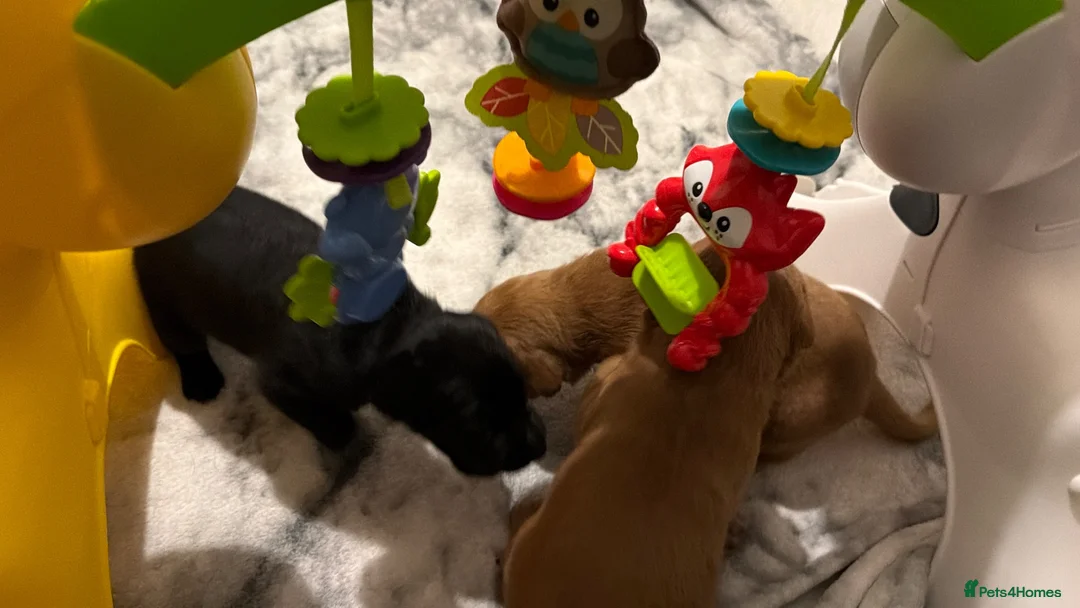 Labrador Retriever dogs for sale: Duel purpose Labrador  - Advert 40
