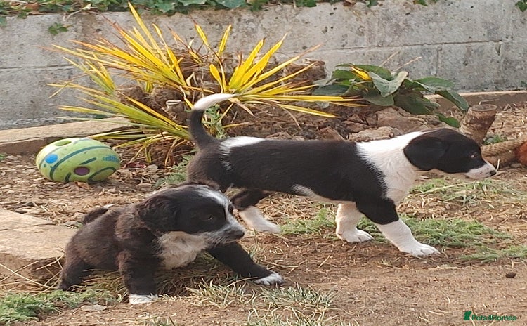 Mixed Breed dogs - Advert 3