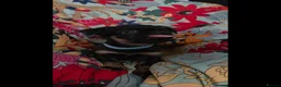 Griffon Bruxellois dogs for sale: Stunning Griffon Bruxellois puppies KC registered - Advert 12