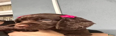 Cocker Spaniel 2