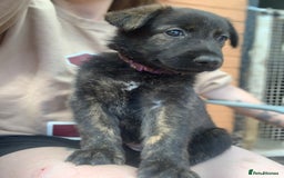 Mixed Breed dogs for sale: German Shepard X Dutch Herder Puppies - Image 20