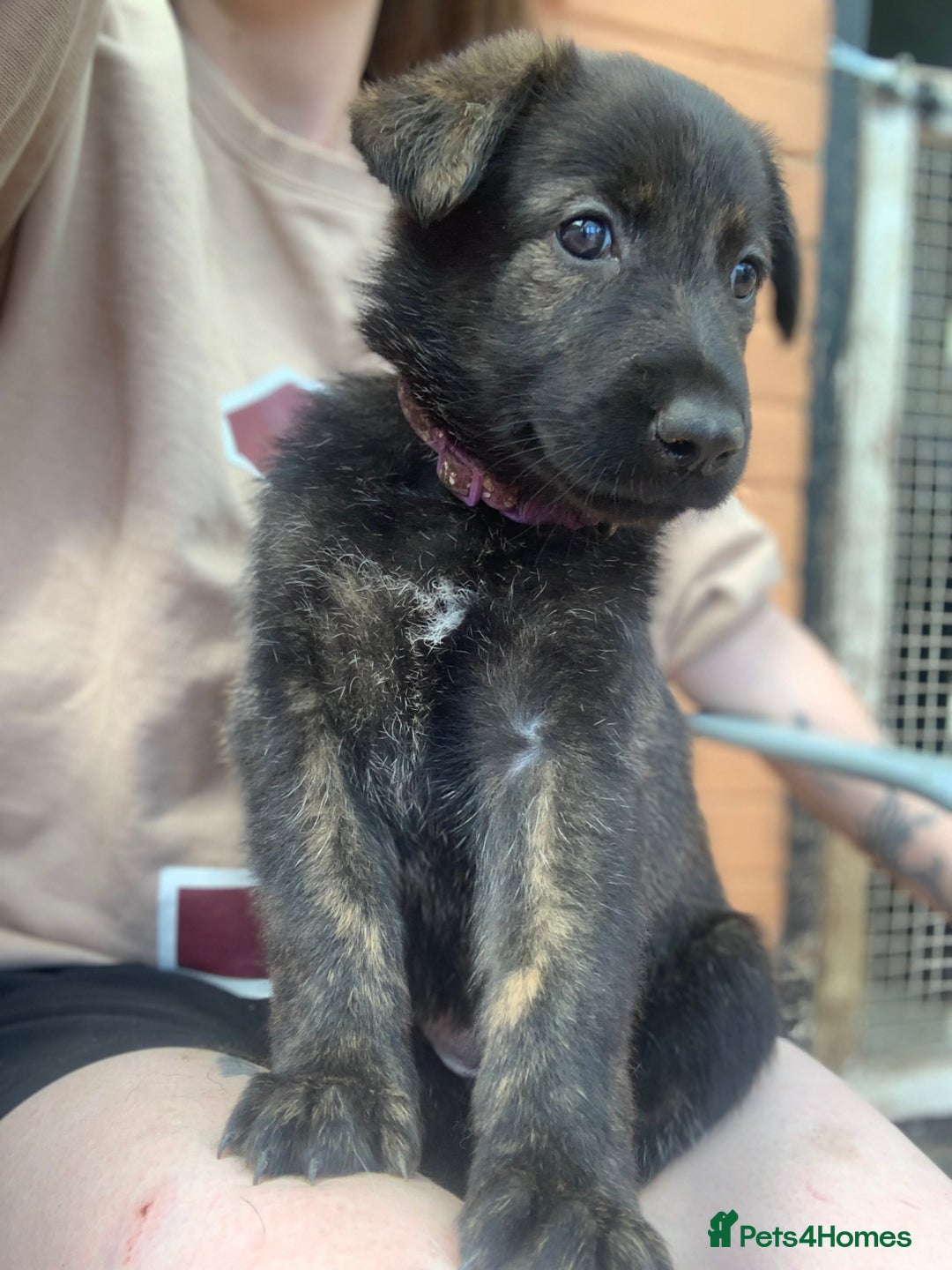 Mixed Breed dogs for sale: German Shepard X Dutch Herder Puppies - Image 20