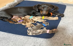 Miniature Dachshund dogs for sale: 7 stunning miniature dachshund puppies - Image 34