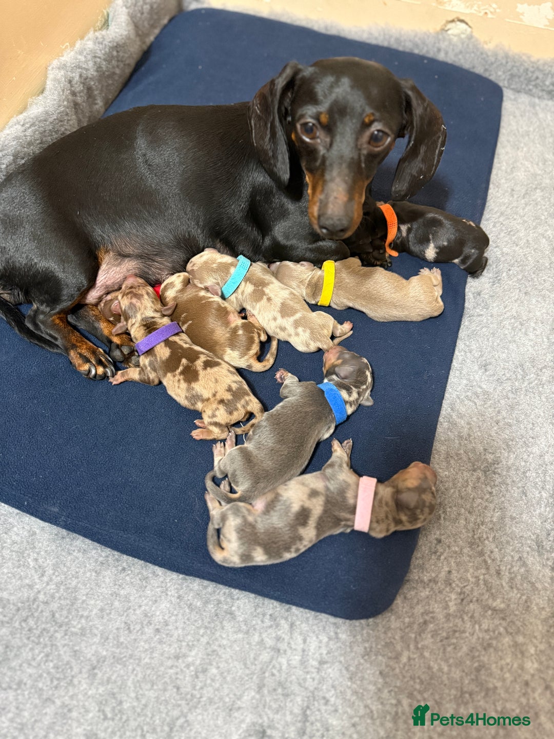 Miniature Dachshund dogs for sale: 7 stunning miniature dachshund puppies - Image 34