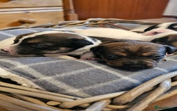 Mixed Breed dogs for sale: Gorgeous Jack Russell x Dachshund Puppies in Welshpool - Image 4