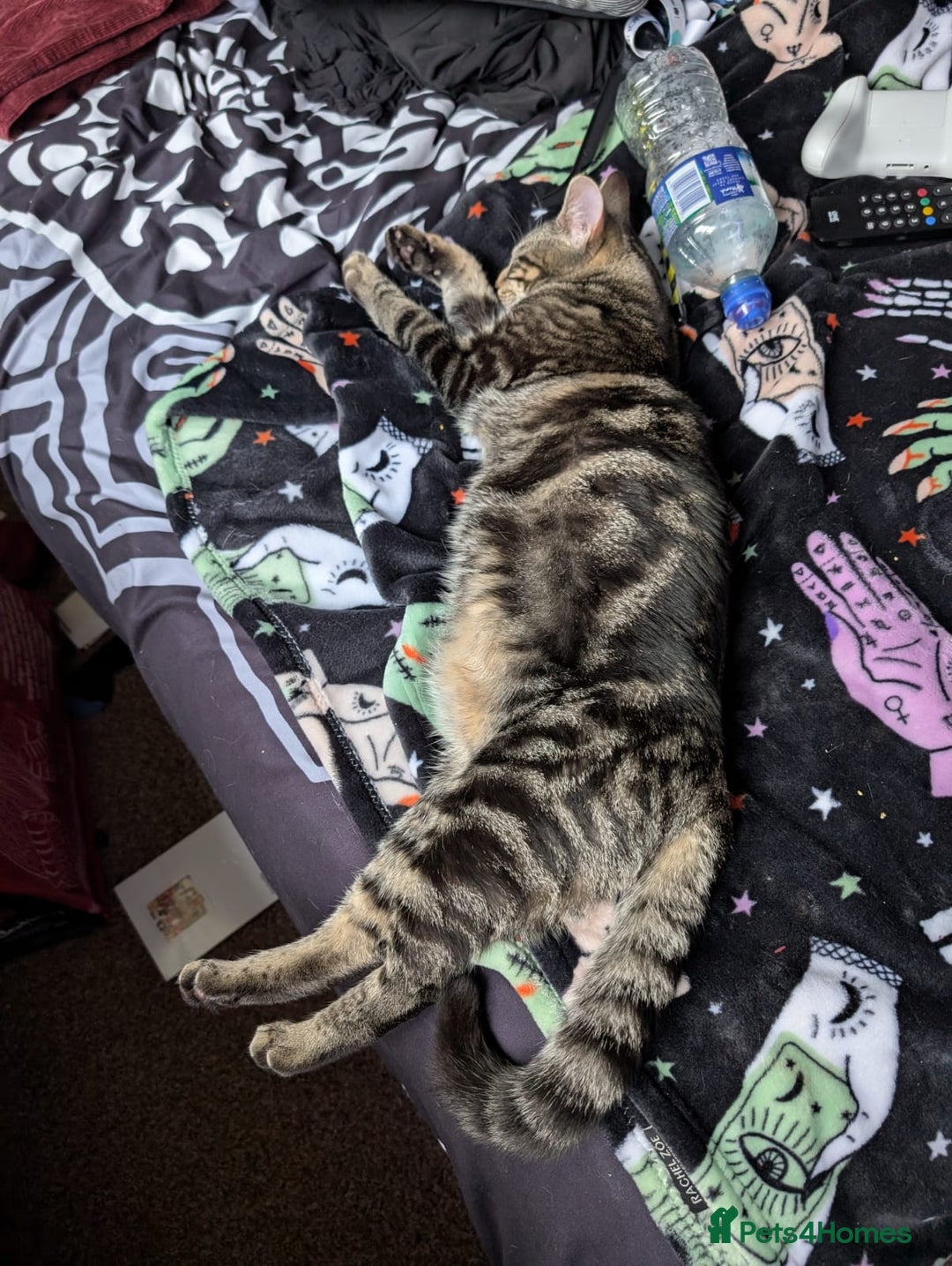 Mixed Breed cats for sale: Three playful mixed breed kittens for sale - Advert 3