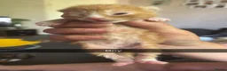 Mixed Breed cats for sale: Mixed kittens for sale in Burnley - Advert 3