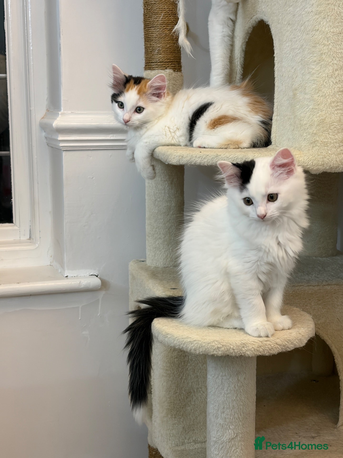 Mixed Breed cats Bobtail and Ragdoll mixed - Advert 1