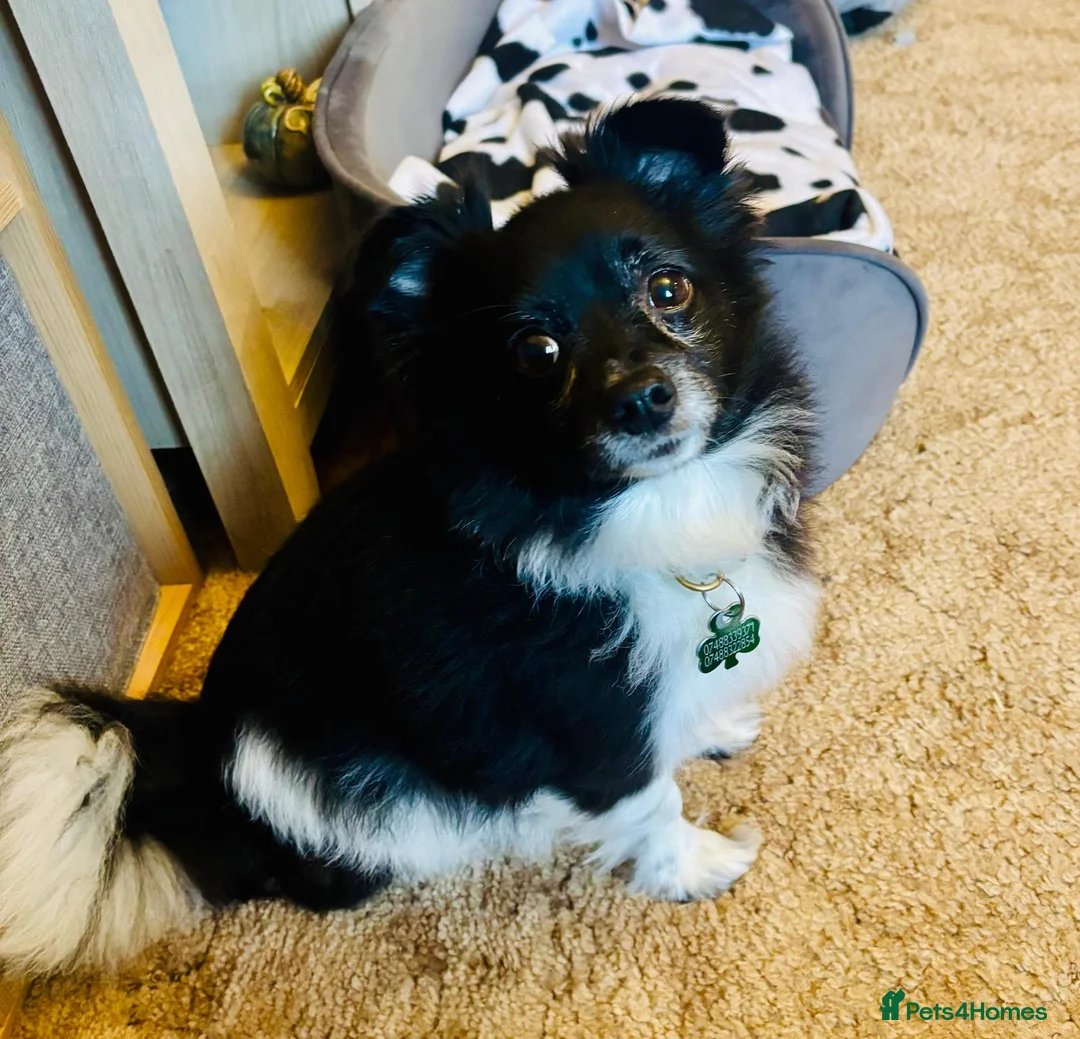 Mixed Breed dogs for adoption: 💙🐶 LEO – A Sensitive Little Soul in Washington - Advert 1