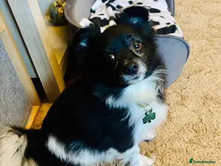 Mixed Breed dogs 💙🐶 LEO – A Sensitive Little Soul in Washington - Advert 1