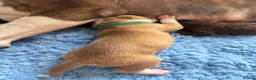 Alapaha Blue Blood Bulldog dogs for sale: Alapaha blue blood bulldogs  in Gloucester - Advert 14