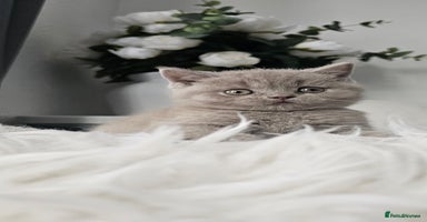 Scottish Fold cats - Advert 13