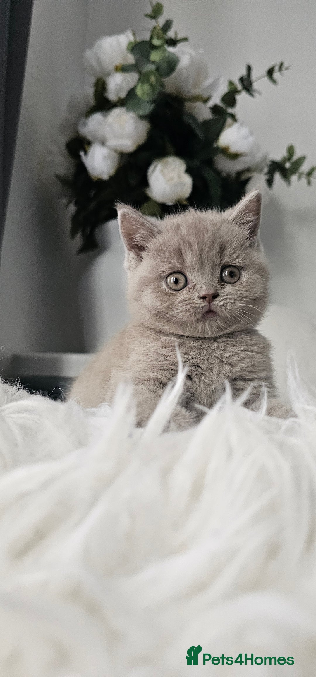 Scottish Fold cats for sale: 3 Beautiful Scottish Fold Kittens(Taki,Taco,Tango) - Image 7