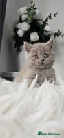 Scottish Fold cats - Advert 13