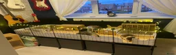 Guinea Pig rodents for sale: Two male guinea pigs with full set up and extras - Advert 1