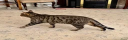 Bengal cats for adoption: Dinah, Bengal girl  - Advert 2