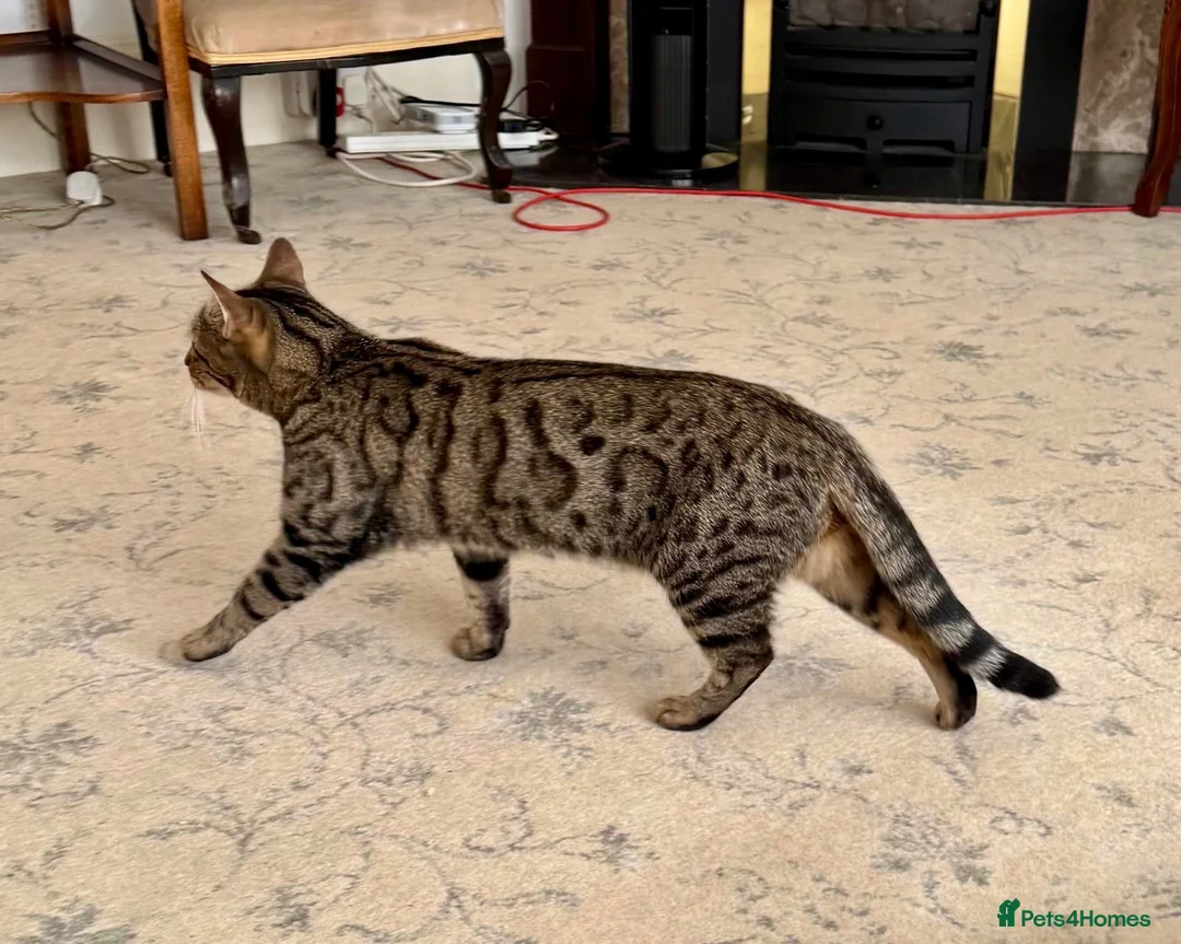 Bengal cats for adoption: Dinah, Bengal girl  - Advert 2