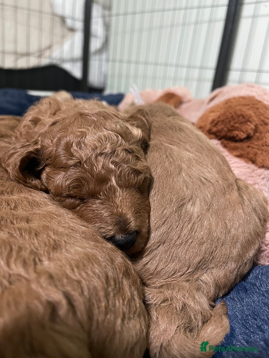 Cockapoo dogs for sale: Adorable cockapoo puppies for sale - Advert 8