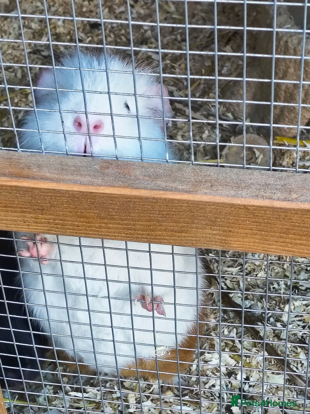 Guinea Pig rodents for sale: 2 beautiful male guinea pigs for sale  in Saint Helens - Advert 3