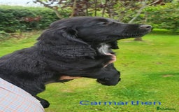 Cocker Spaniel dogs for sale: Beautiful Working Cocker Puppies - Image 21