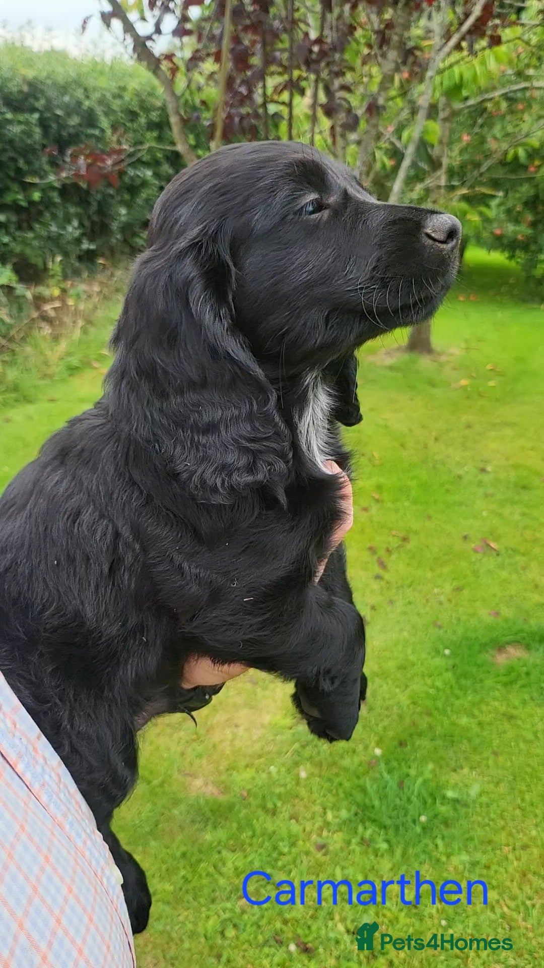 Cocker Spaniel dogs for sale: Beautiful Working Cocker Puppies - Image 21