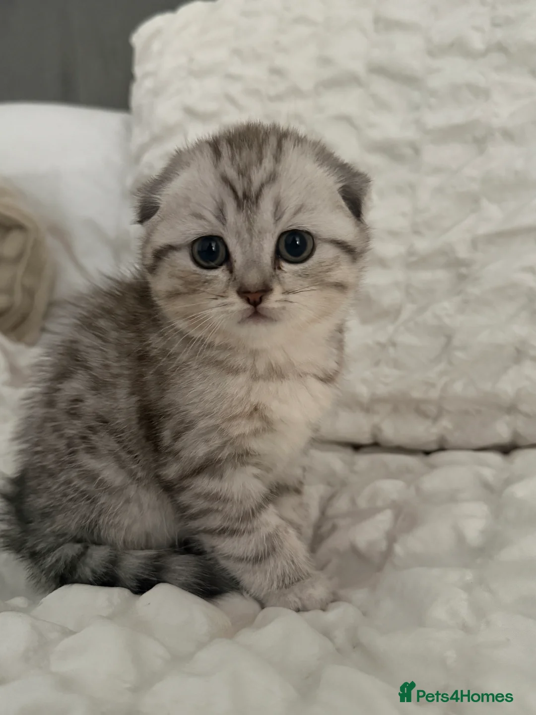 Mixed Breed cats for sale: Pure Scottish fold X Tabby - Advert 2
