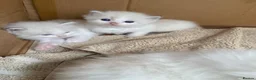 Ragdoll cats for sale: Adorable Ragdoll Kittens for Sale - Advert 6