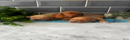 Golden Retriever dogs for sale: 5 exceptional golden retrievers  - Advert 2