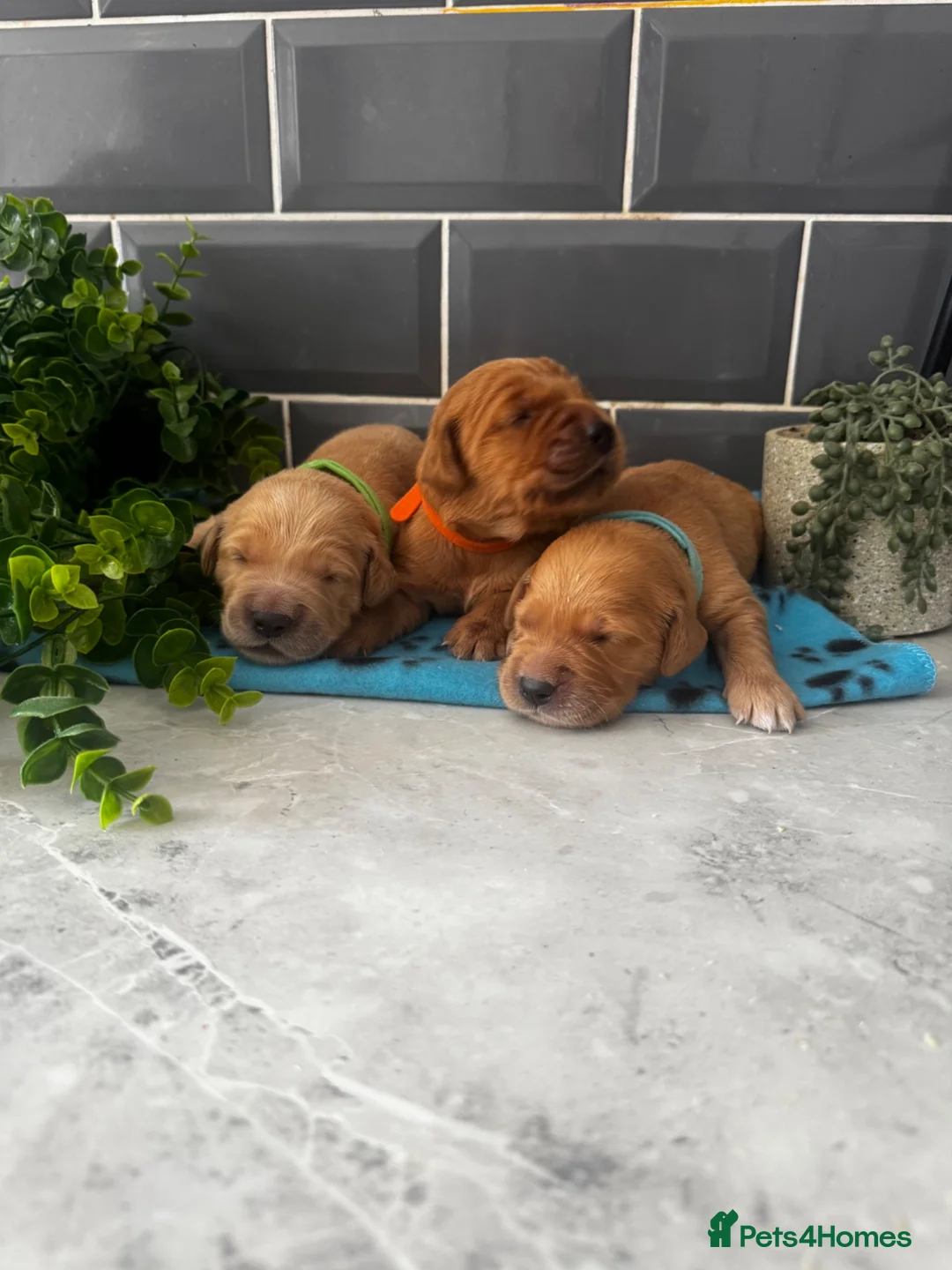 Golden Retriever dogs for sale: 5 exceptional golden retrievers  - Advert 2