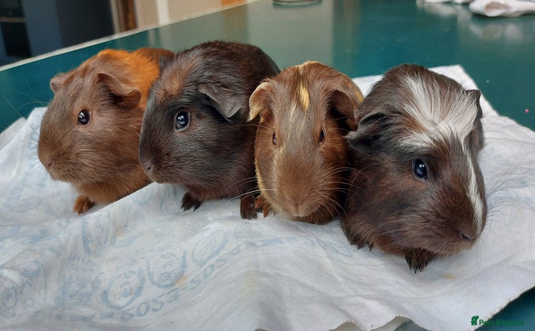 Guinea Pig rodents - Advert 10