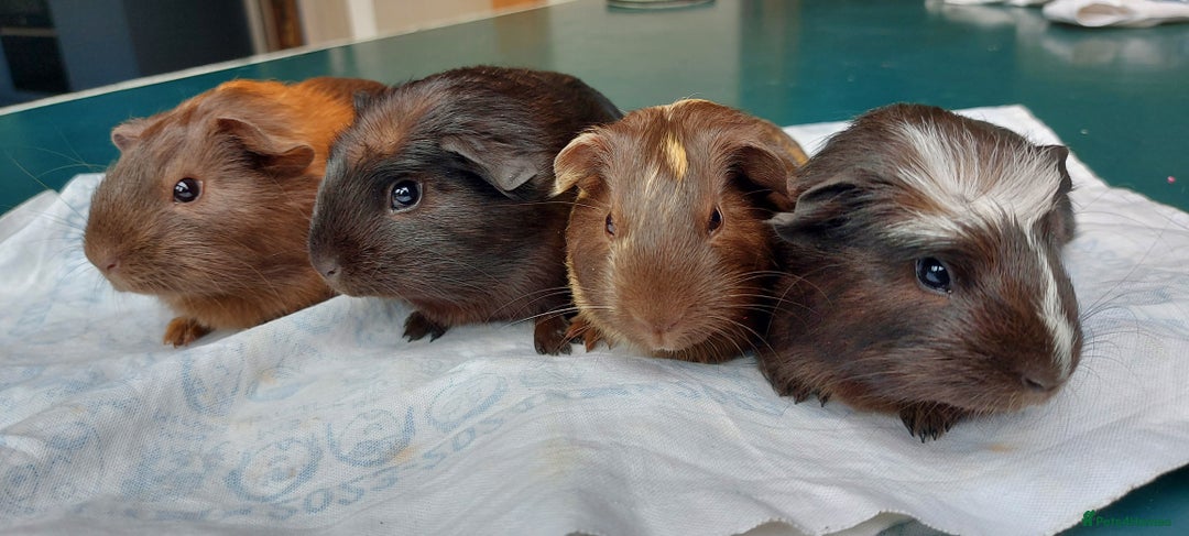 Guinea Pig rodents for sale: Beautiful baby Guinea Pigs - Image 1