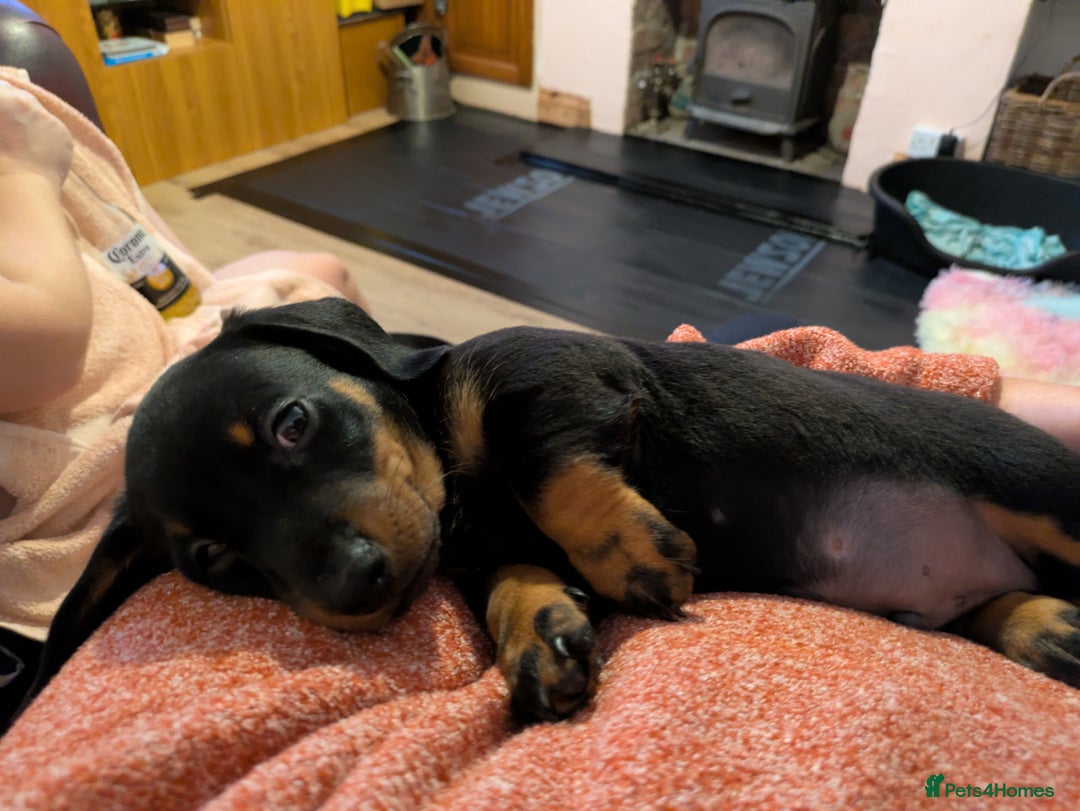 Miniature Dachshund dogs for sale: Miniature Dachshund  - Image 4