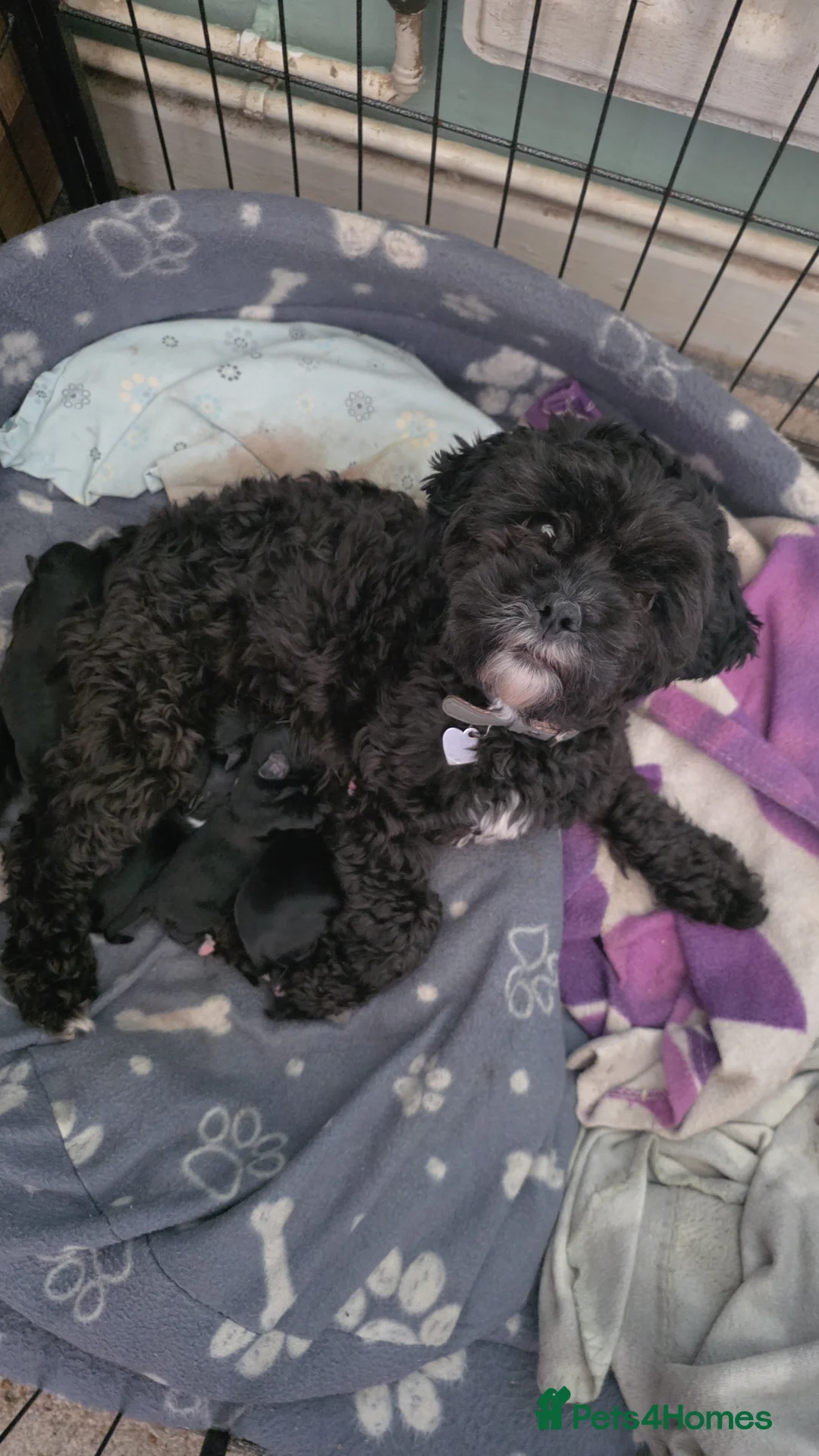 Shihpoo dogs for sale: Shihpoo puppies in Bury - Advert 1